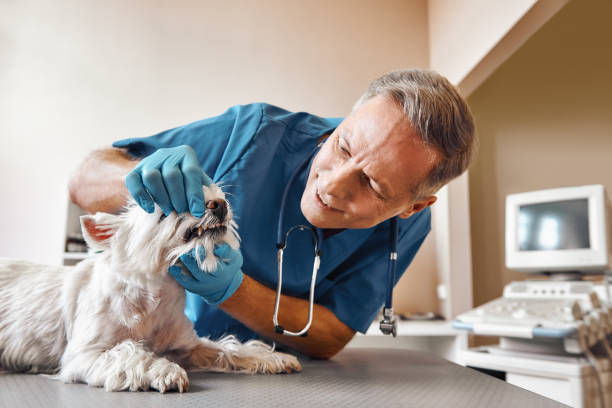 Best Urgent Tooth Repair  in Morganton, NC